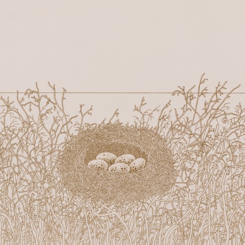 Mare Vint "Bird's Nest"