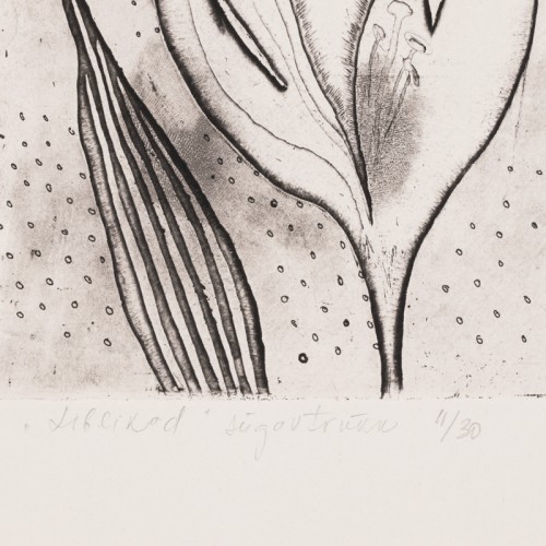 Butterflies (18806.12067)