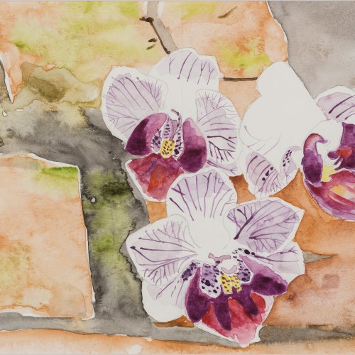 Jose Mario Calero Vizcaino "Phalaenopsis Orchid"