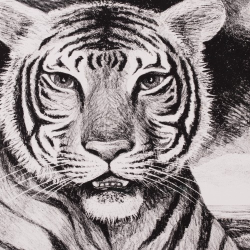 Tiger (19967.16384)