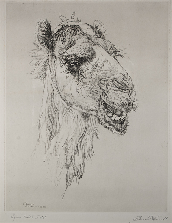 Kaameli pea (II seisund)