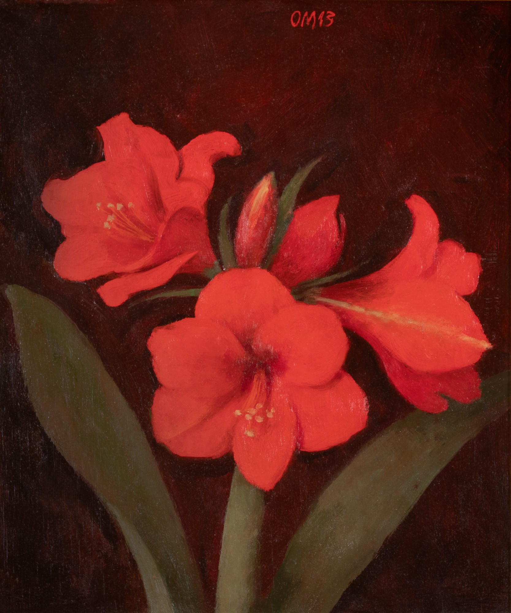 Red Amaryllis
