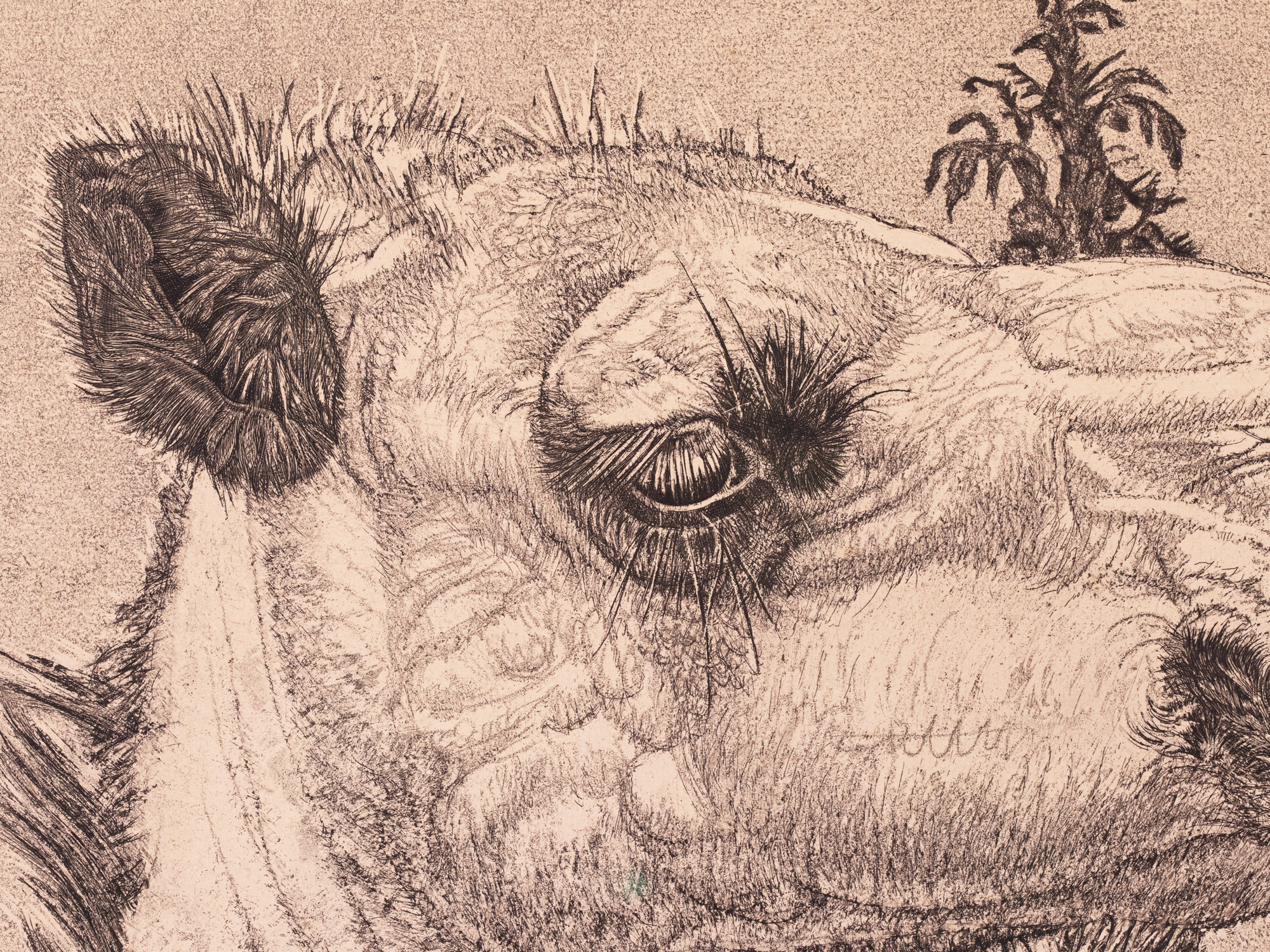 Berberi tüdruk kaameliga