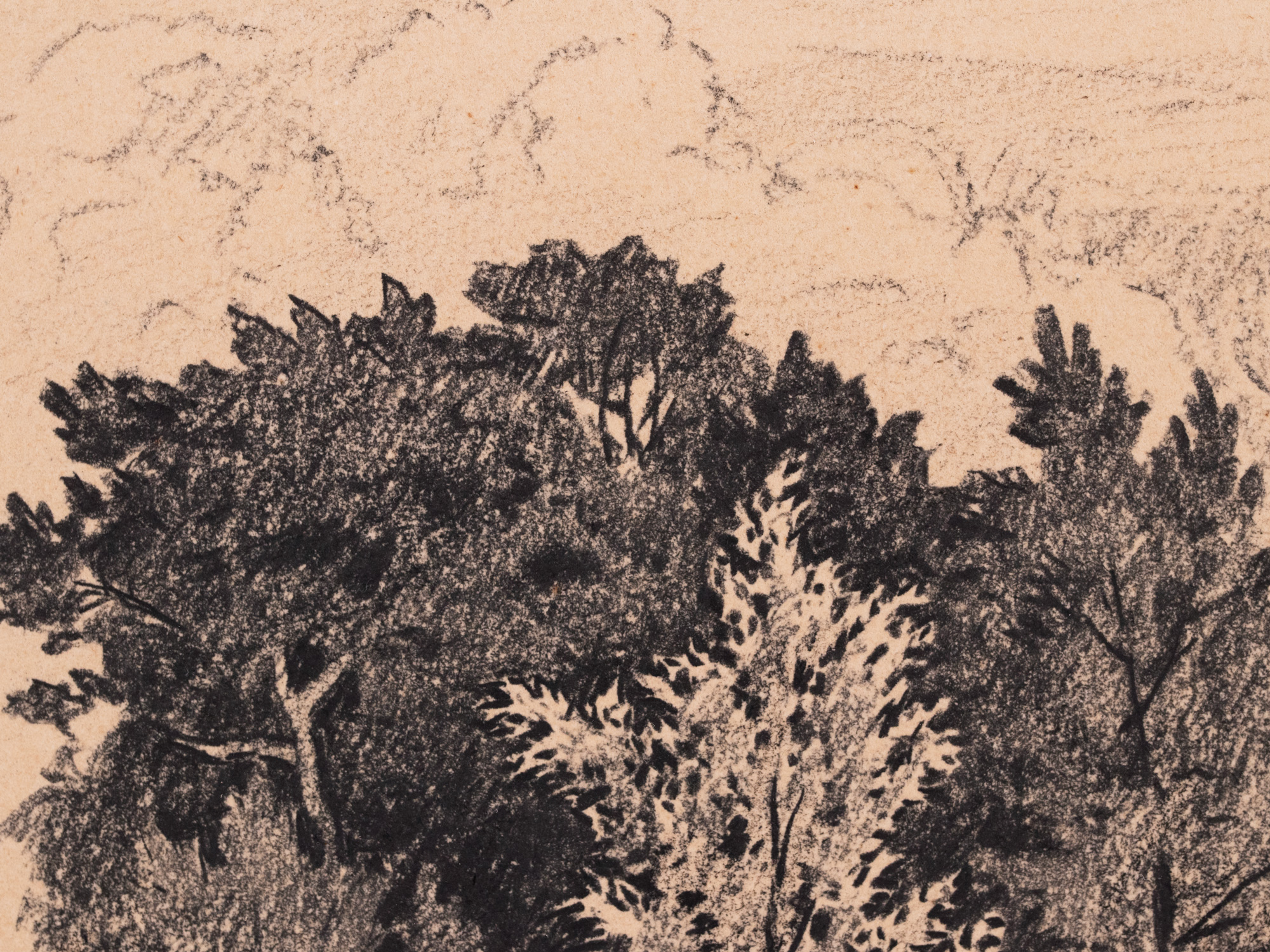 Üksik puu metsa taustal