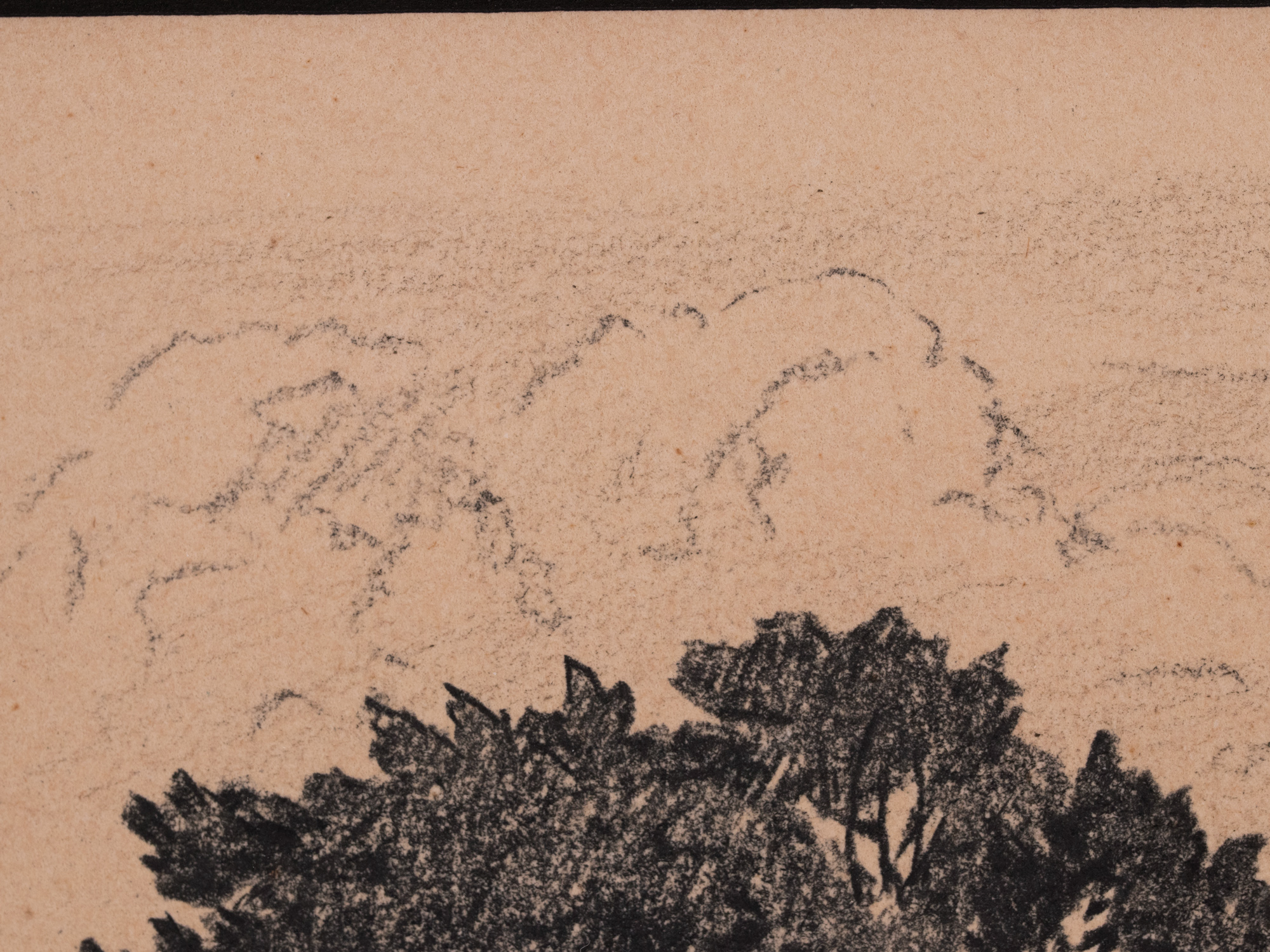 Üksik puu metsa taustal