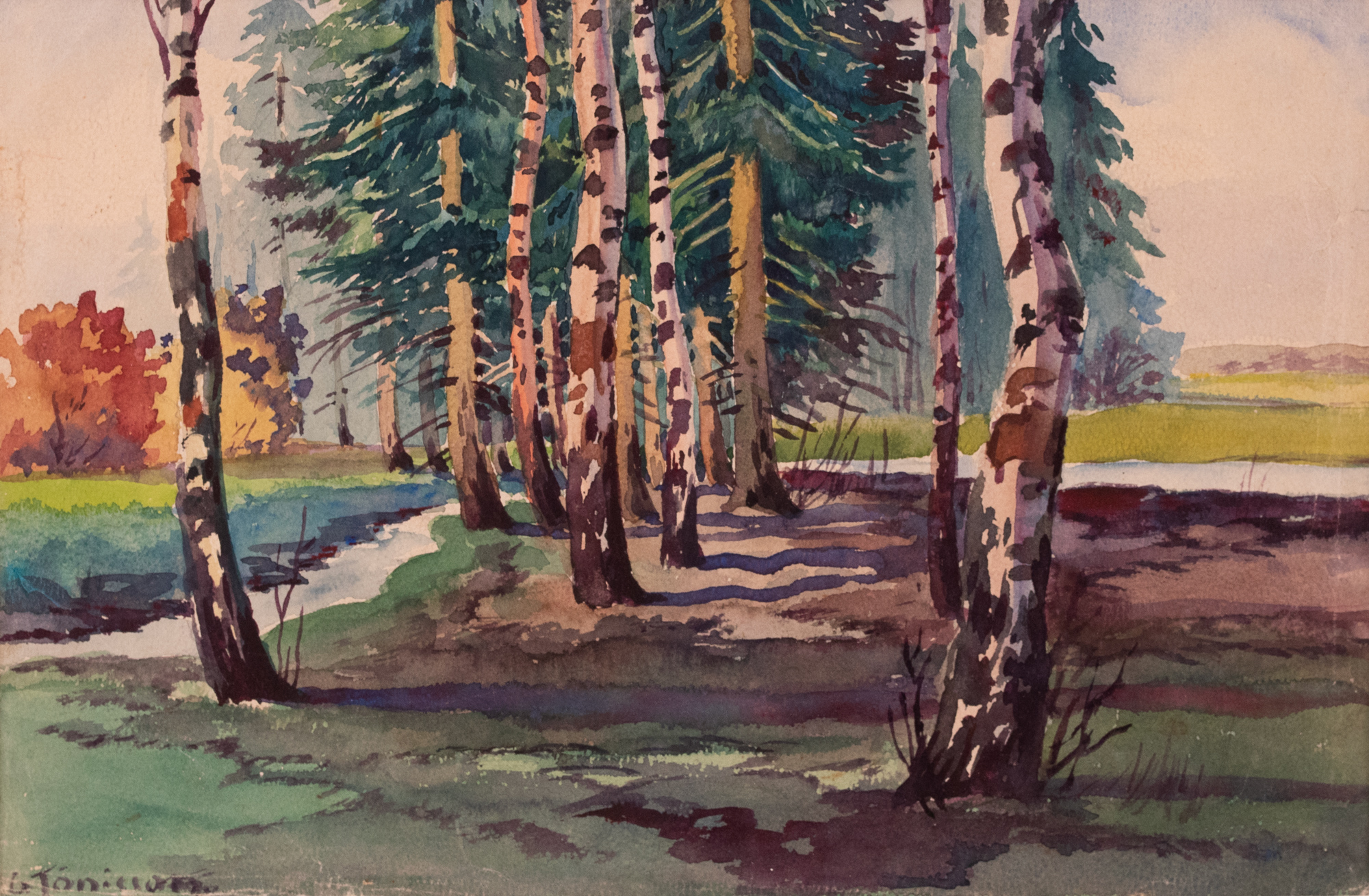 Birch Forest