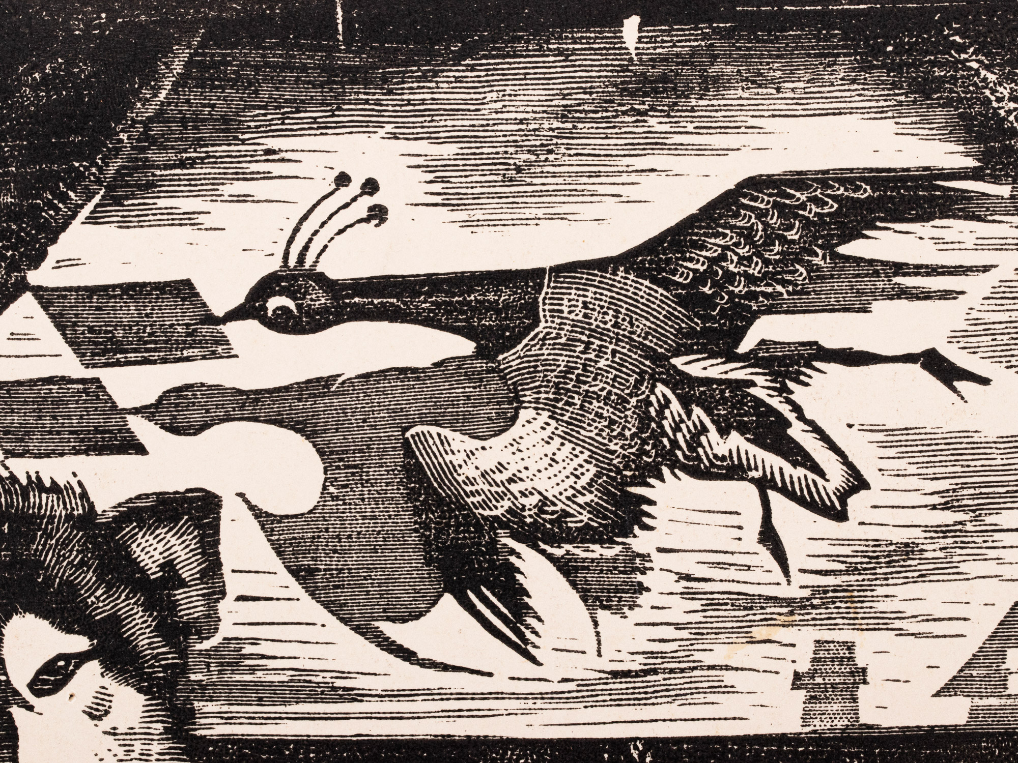 Lamav akt koera ja fööniksiga