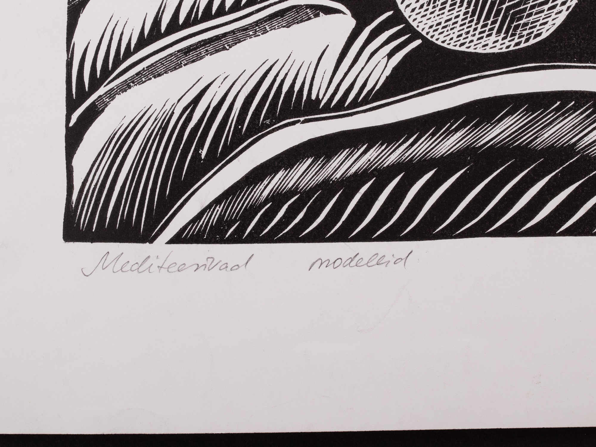 Mediteerivad modellid