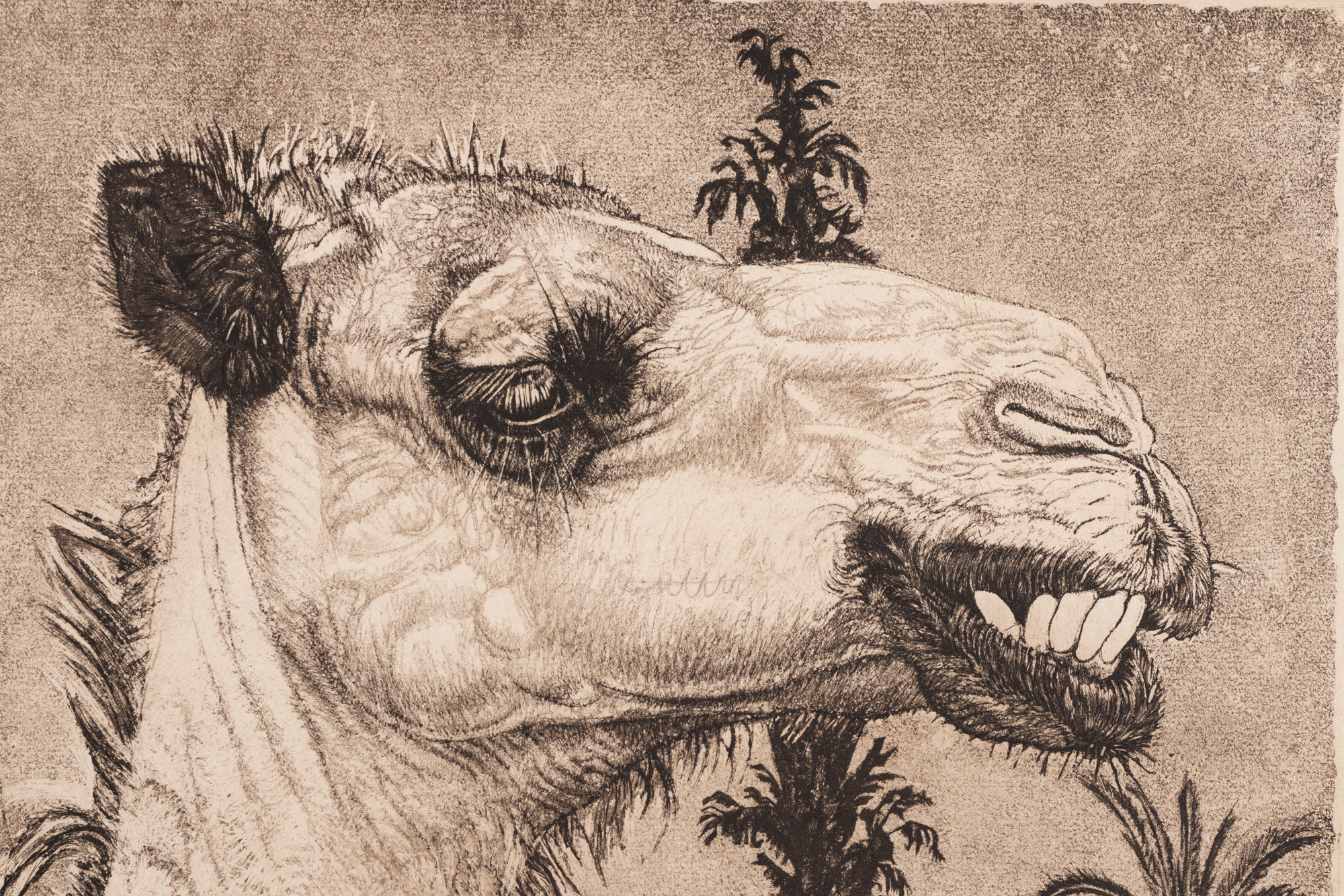 Berberi tüdruk kaameliga