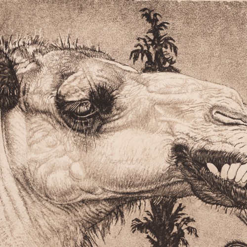 Berberi tüdruk kaameliga