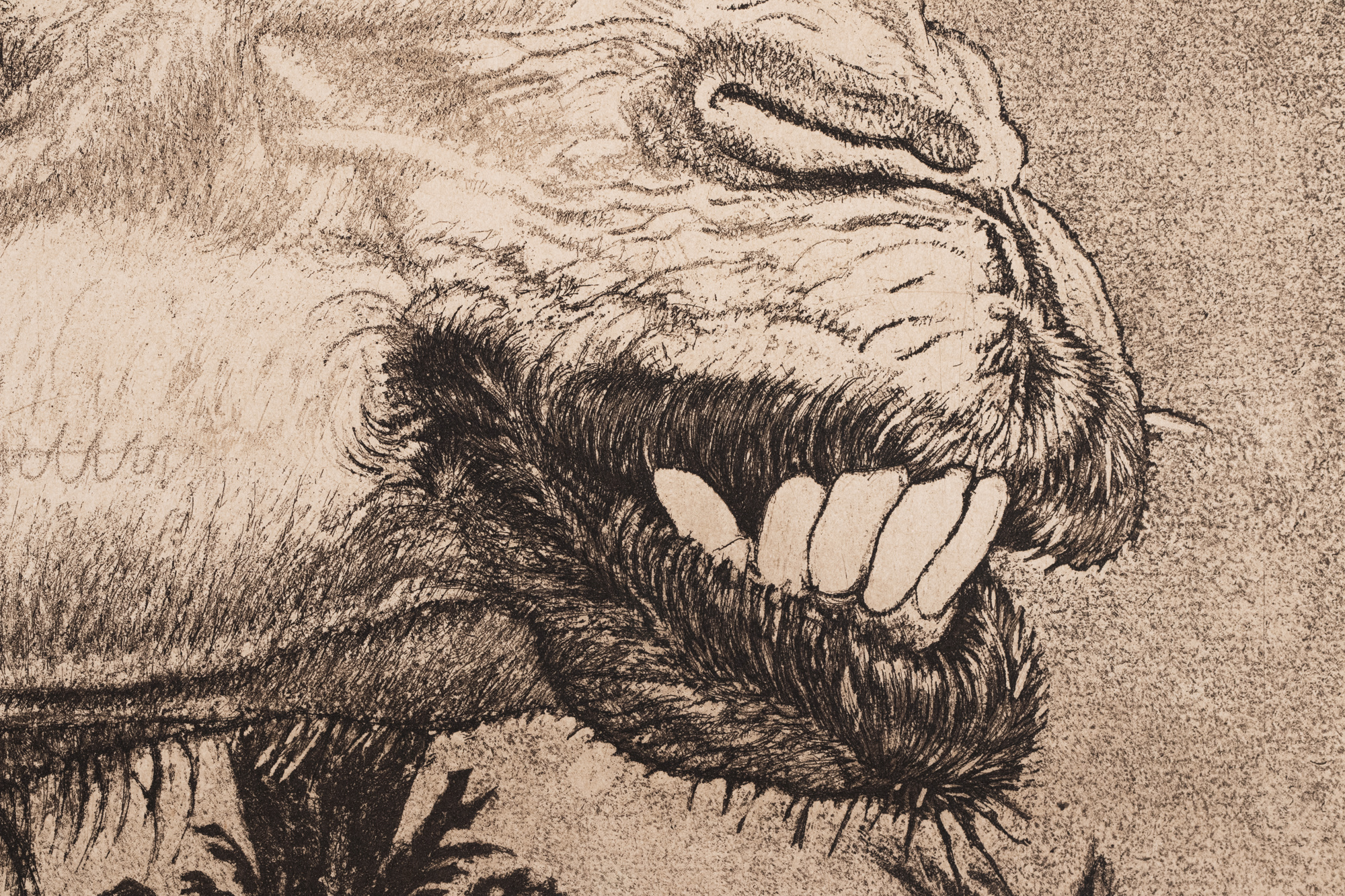 Berberi tüdruk kaameliga