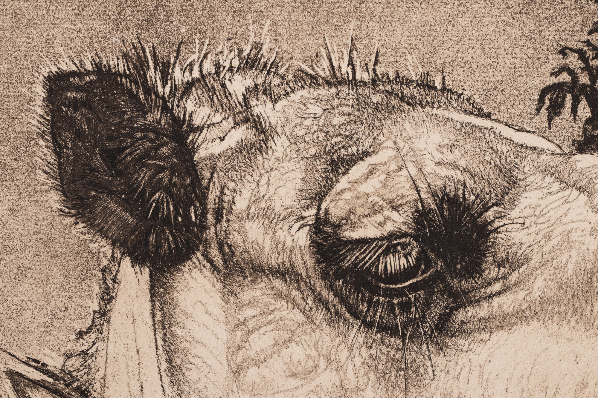 Berberi tüdruk kaameliga