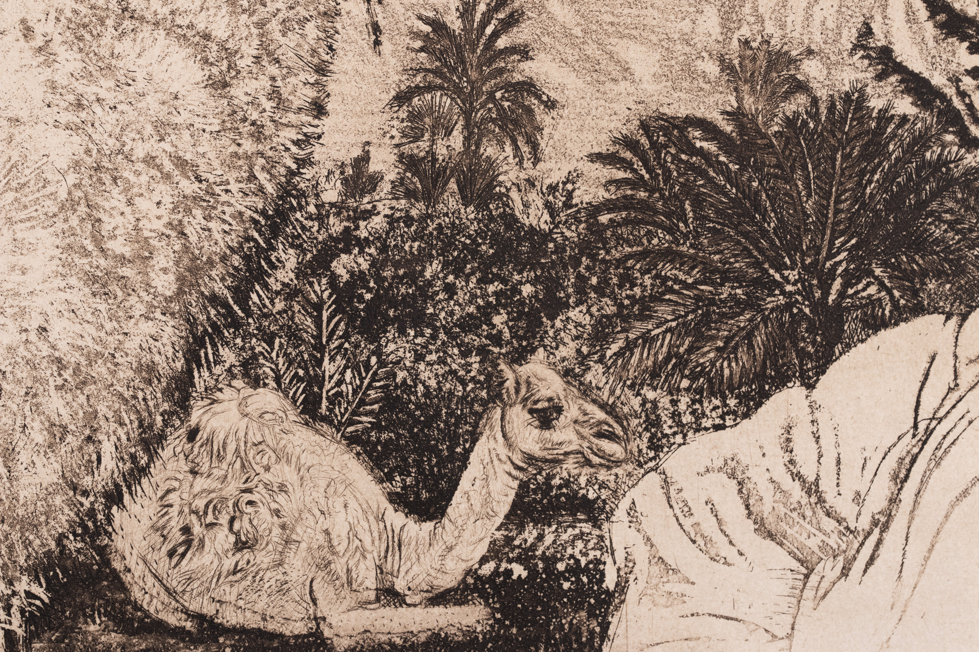 Berberi tüdruk kaameliga