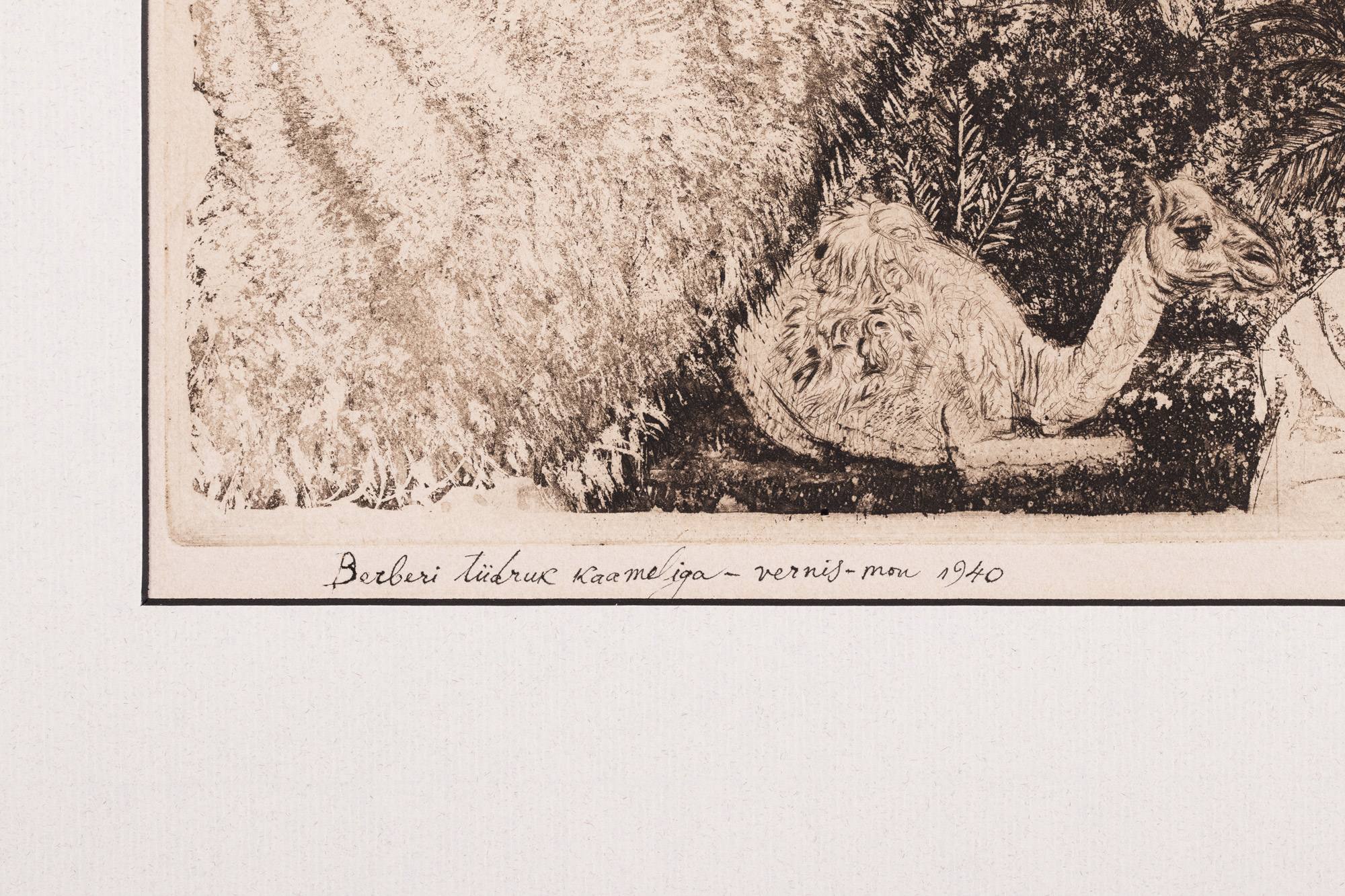 Berberi tüdruk kaameliga