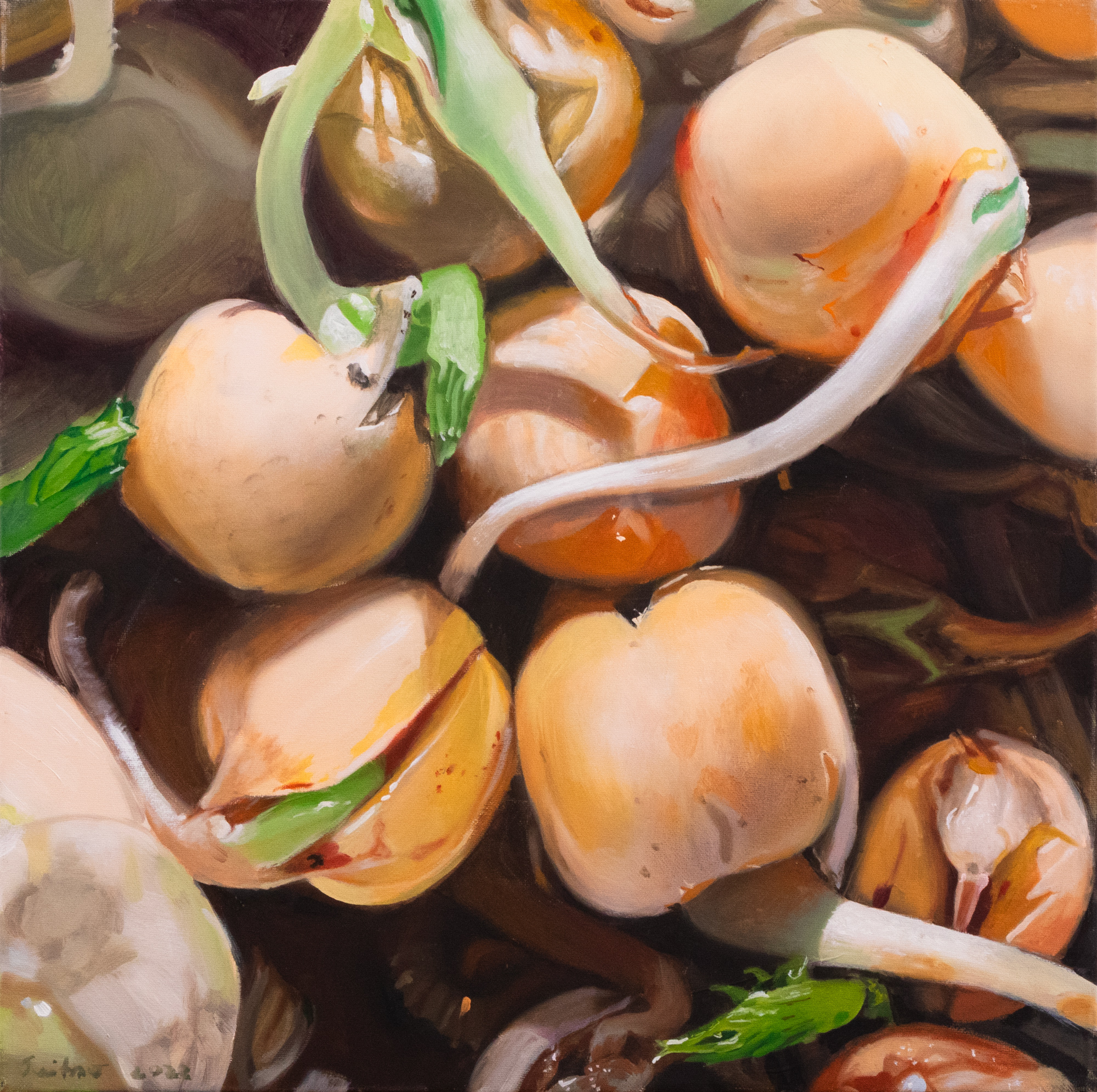 Secret Garden. Pisum sativum