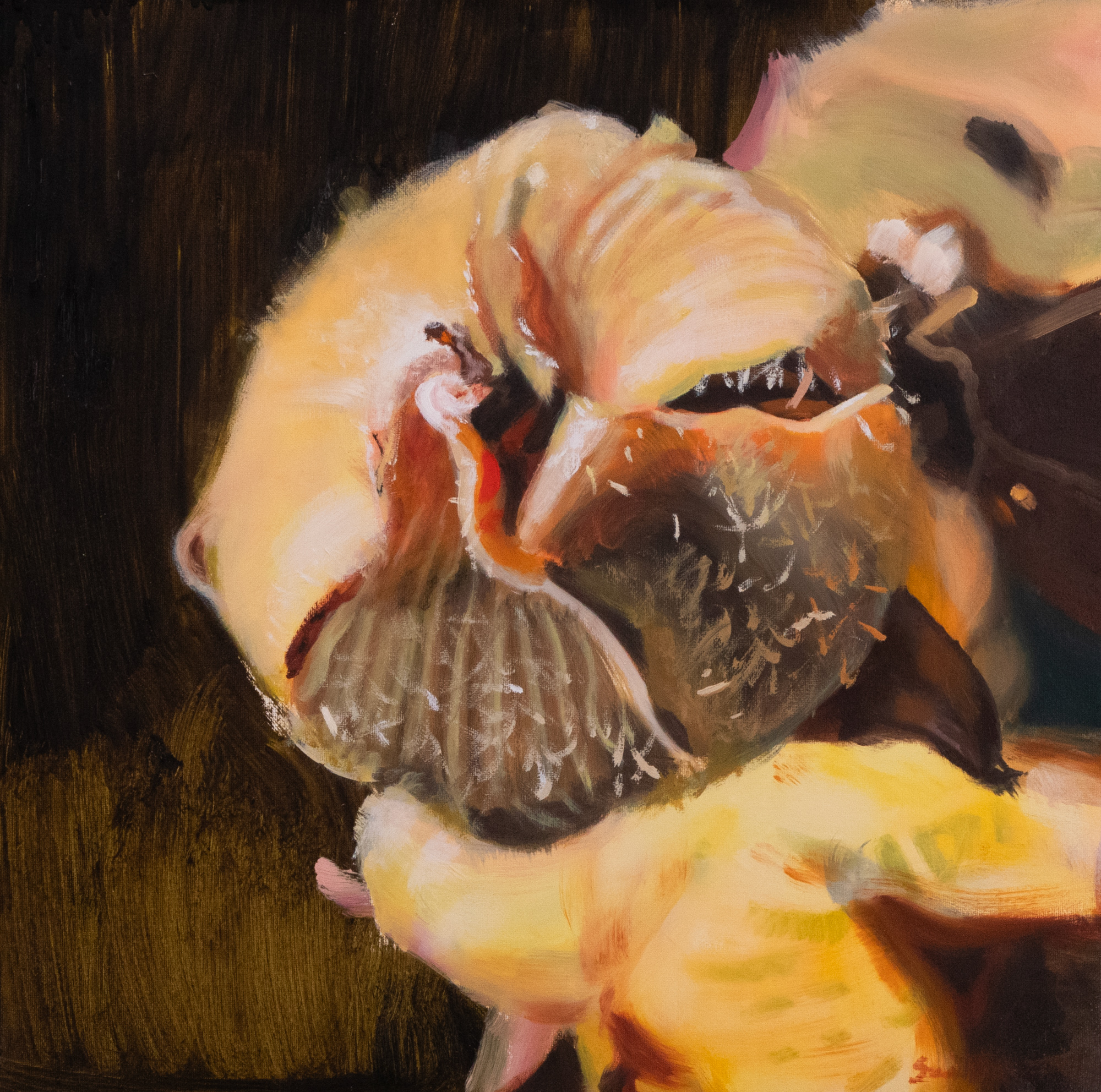 Secret Garden. Alcea Rosea