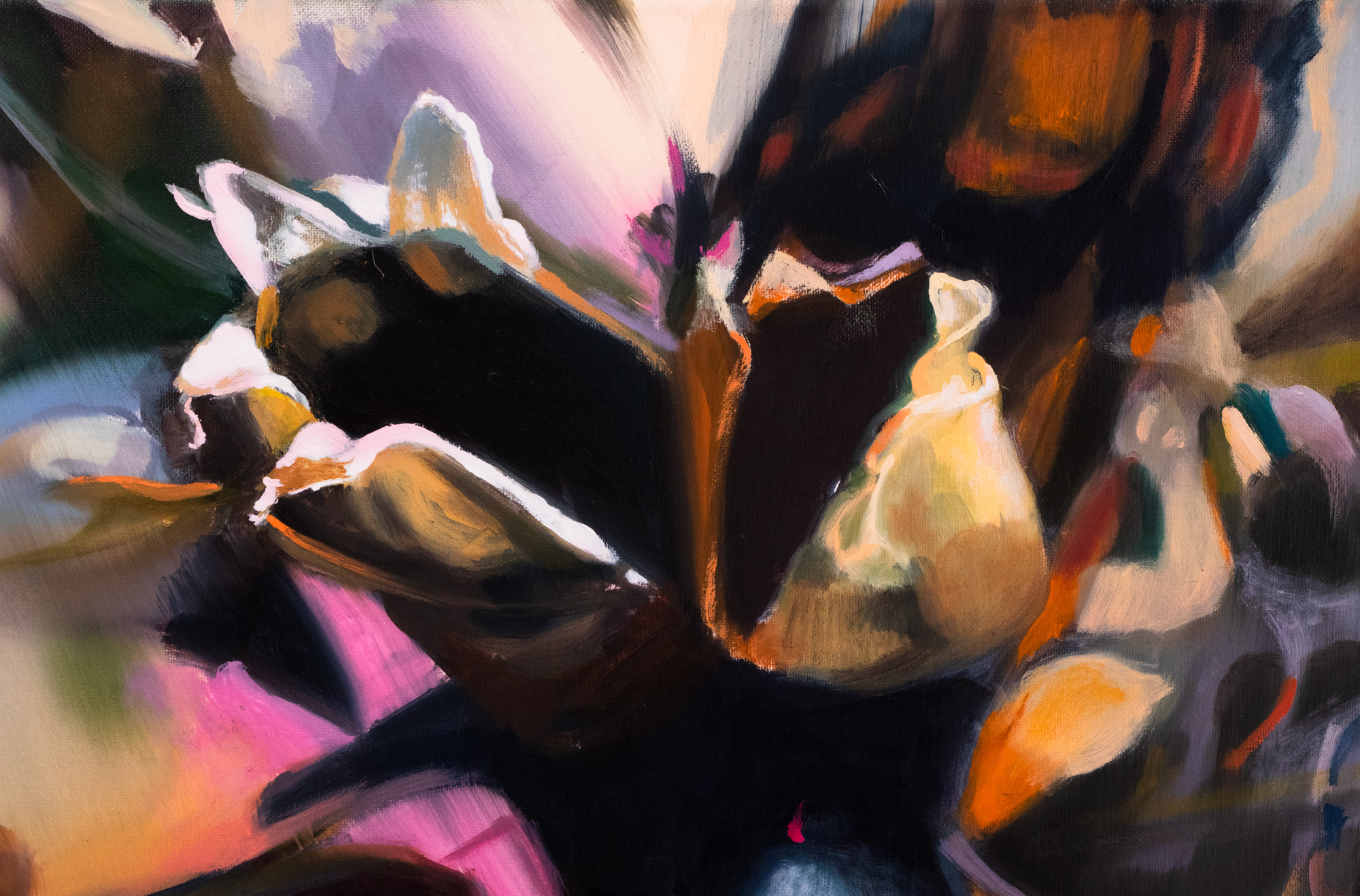 Secret Garden. Dianthus barbatus