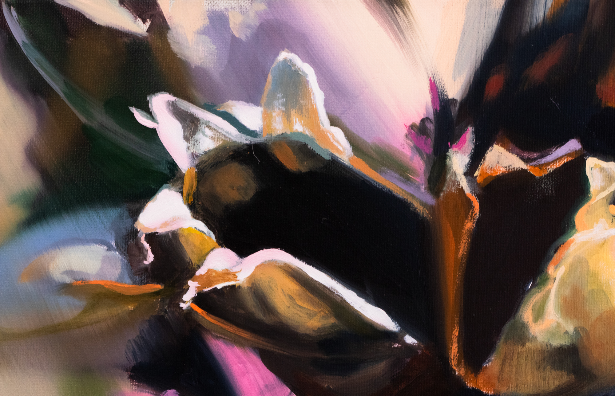 Secret Garden. Dianthus barbatus