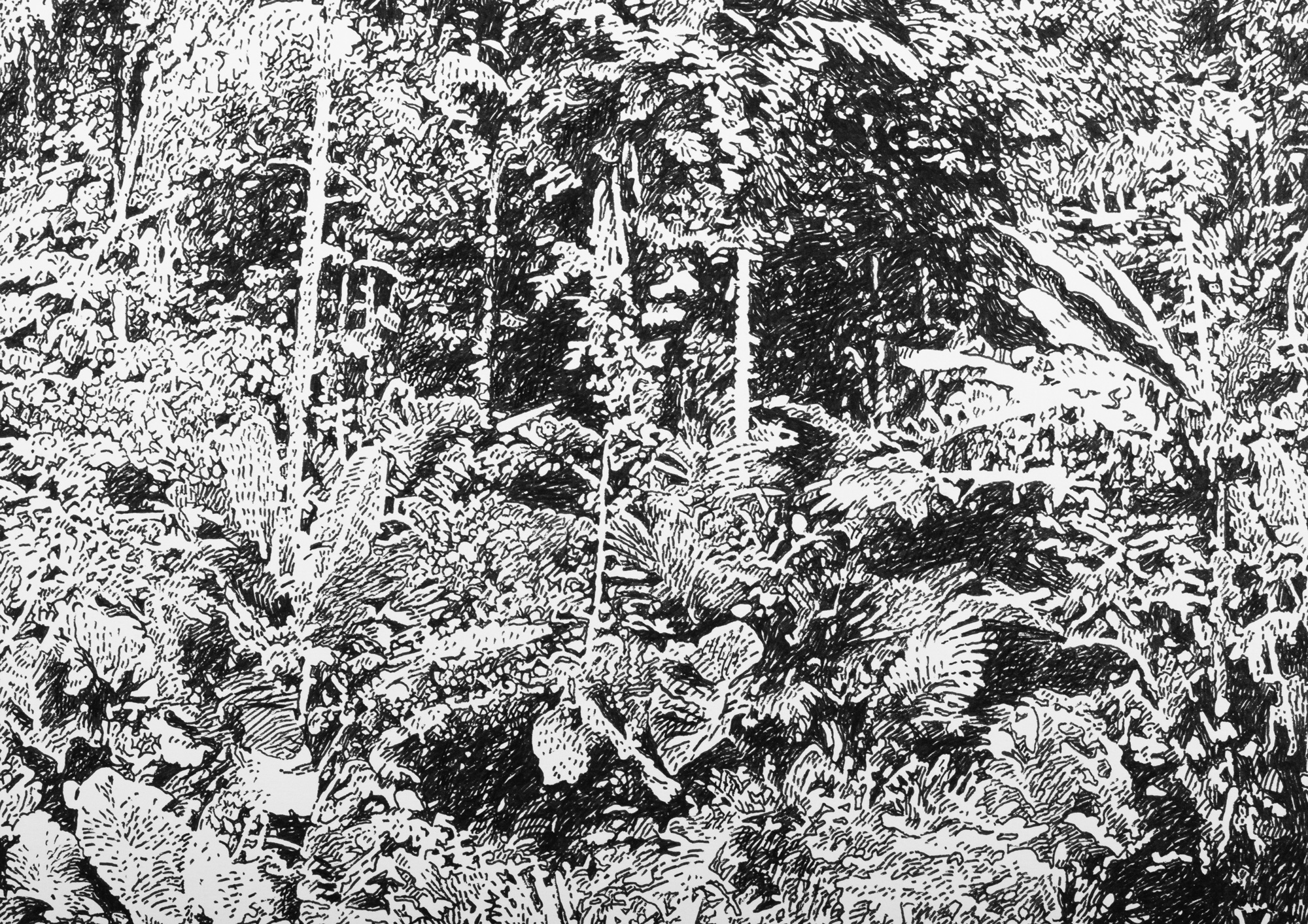 Rainforest in the Philippines