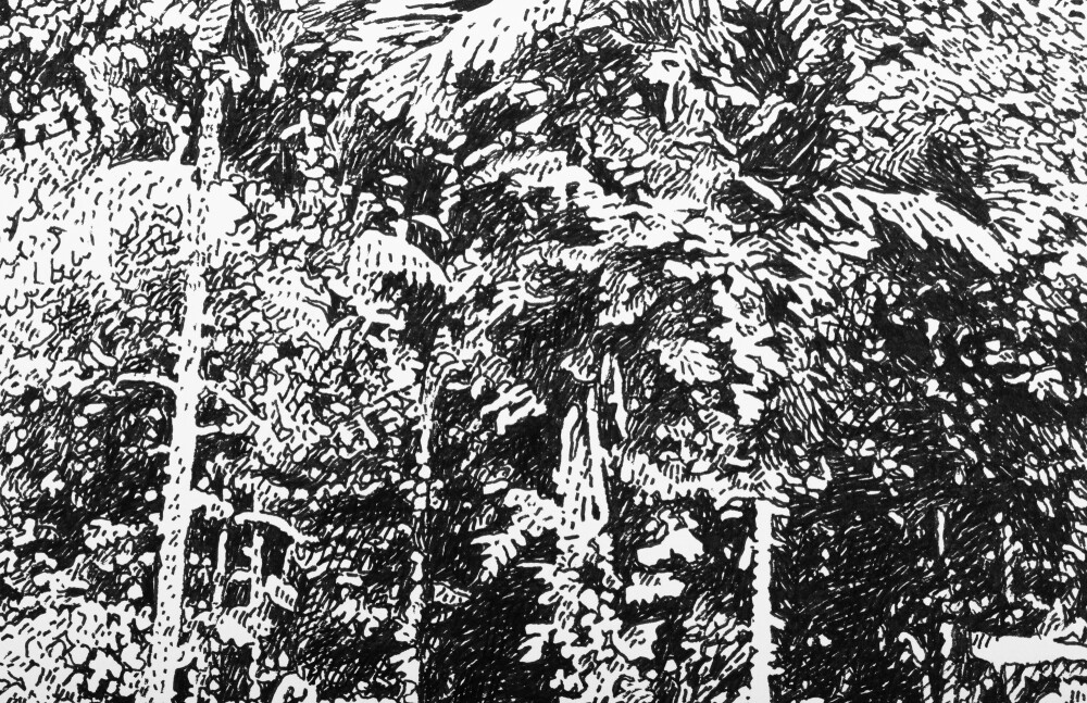 Rainforest in the Philippines