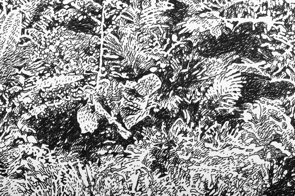 Rainforest in the Philippines