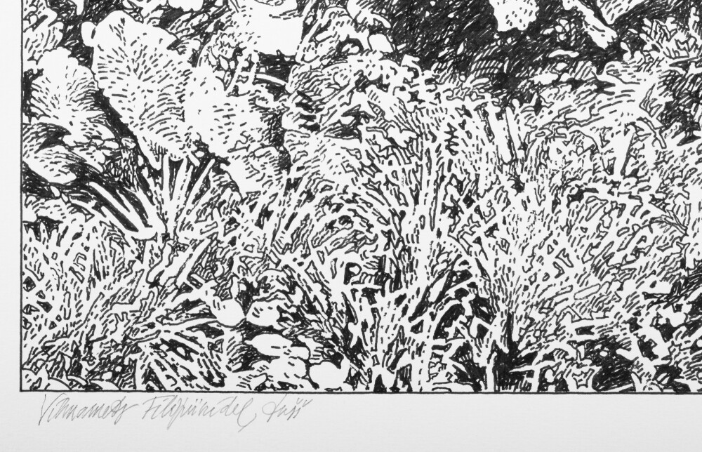 Rainforest in the Philippines