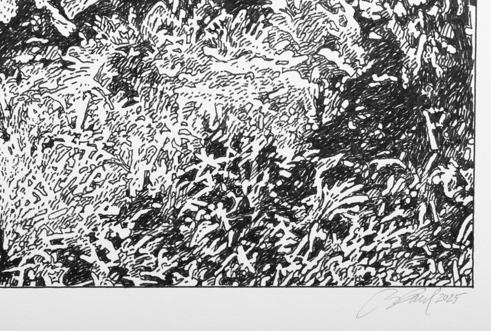 Rainforest in the Philippines