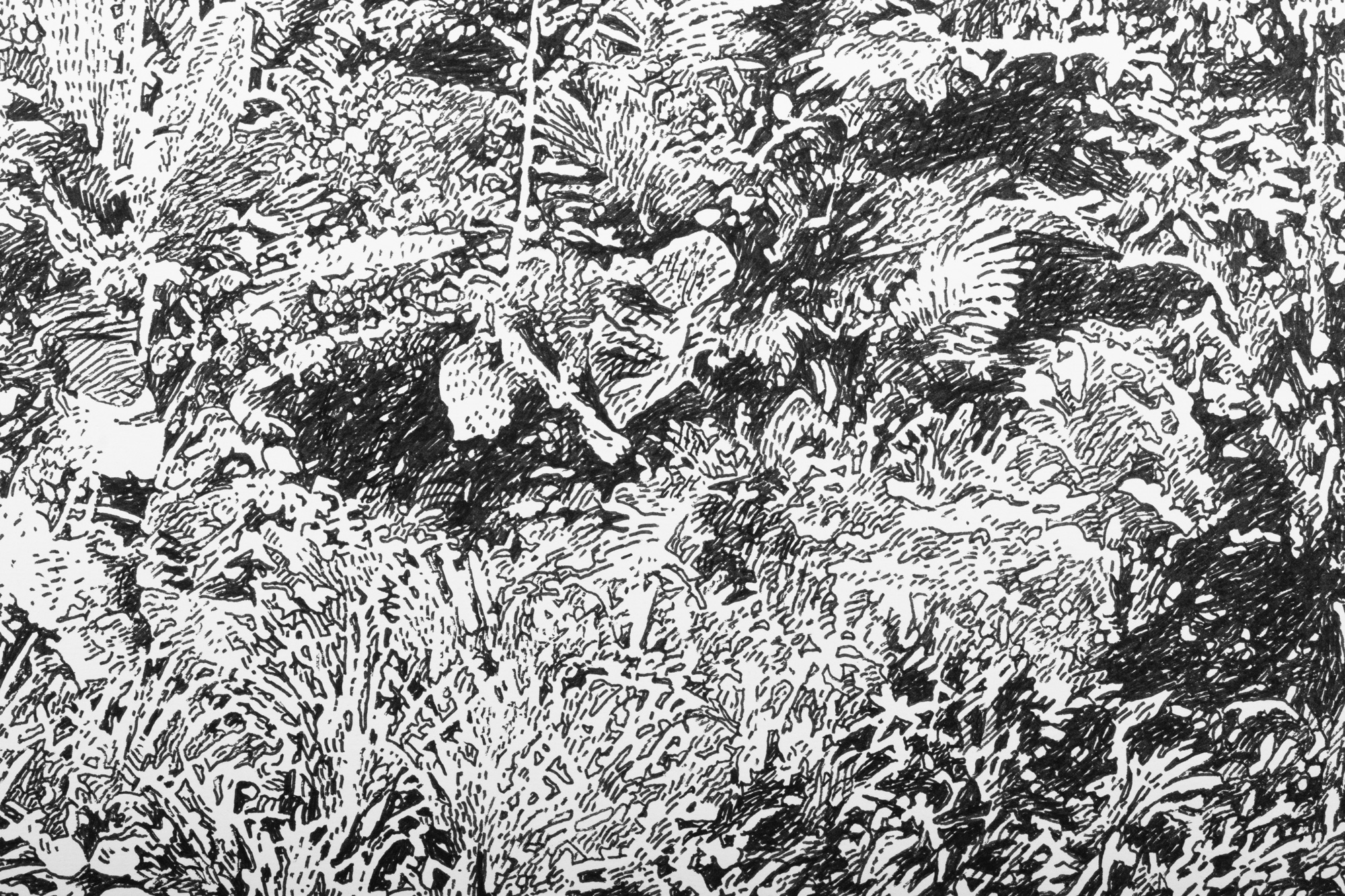 Rainforest in the Philippines