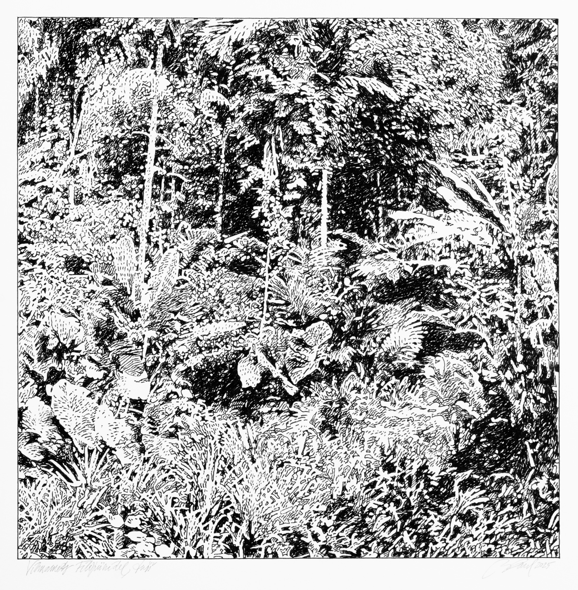 Rainforest in the Philippines