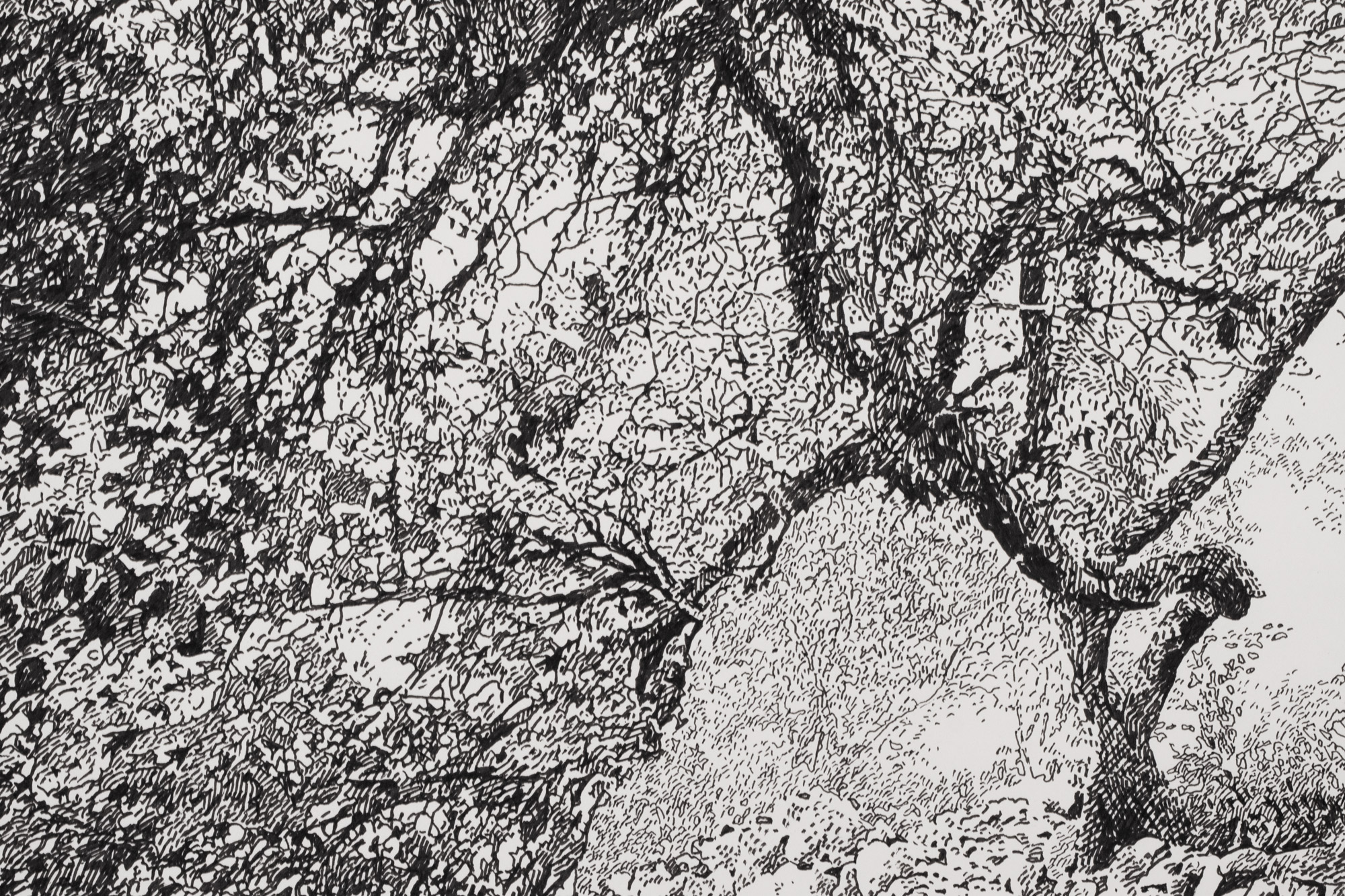 Vana ploomipuu Saaremaal