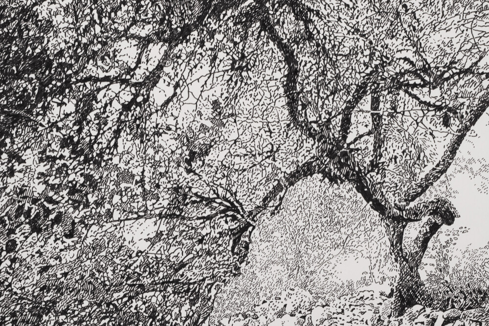 Vana ploomipuu Saaremaal