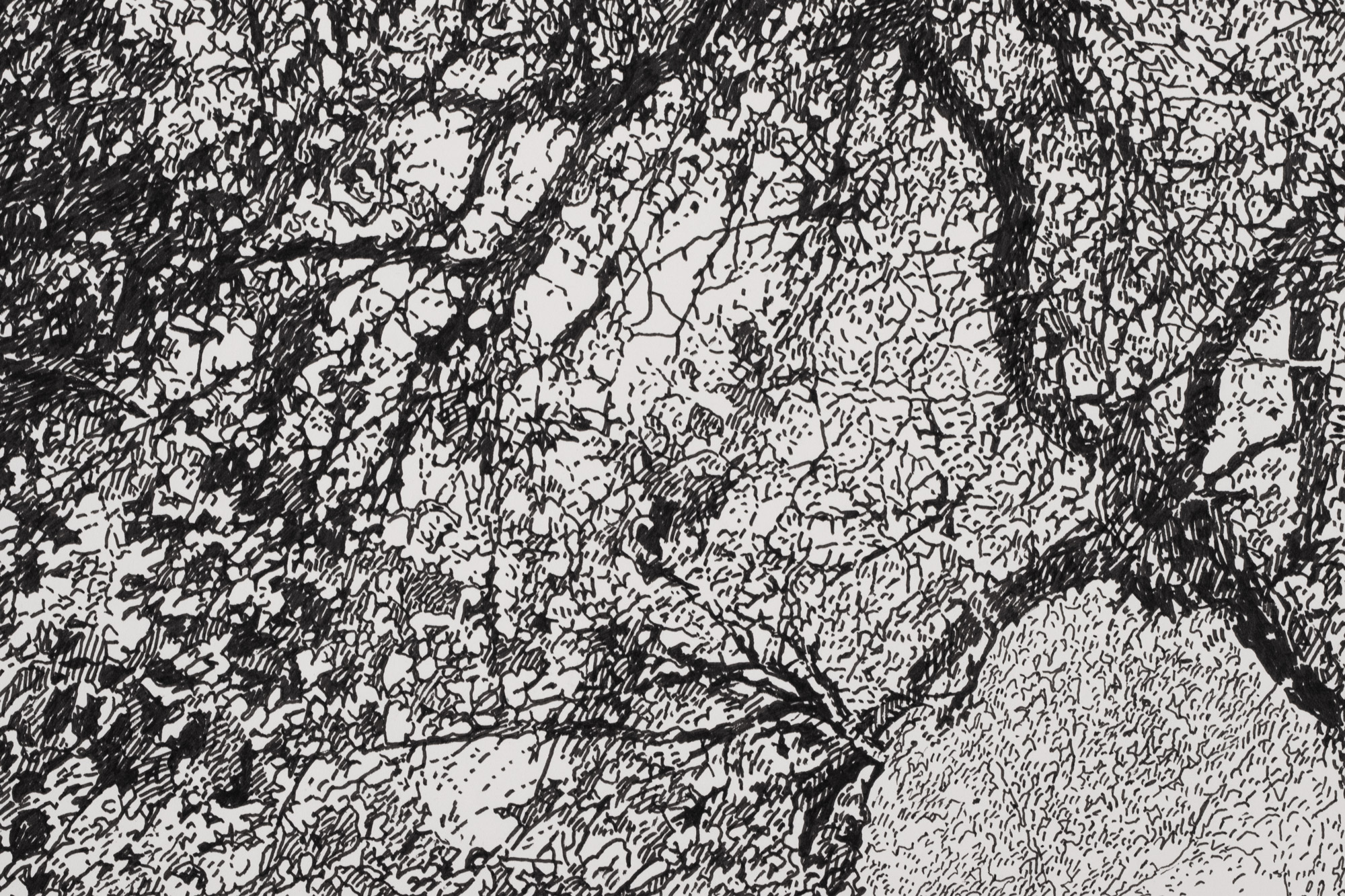 Vana ploomipuu Saaremaal