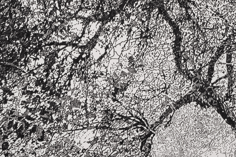 Vana ploomipuu Saaremaal