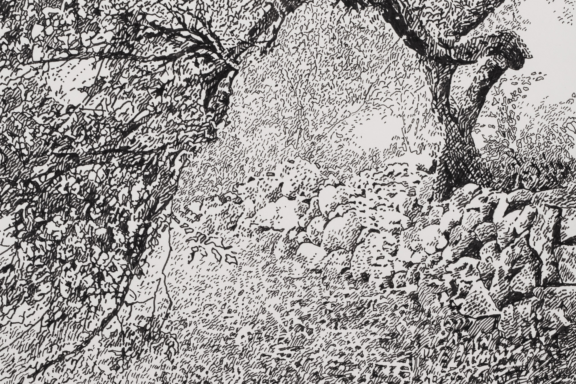 Vana ploomipuu Saaremaal