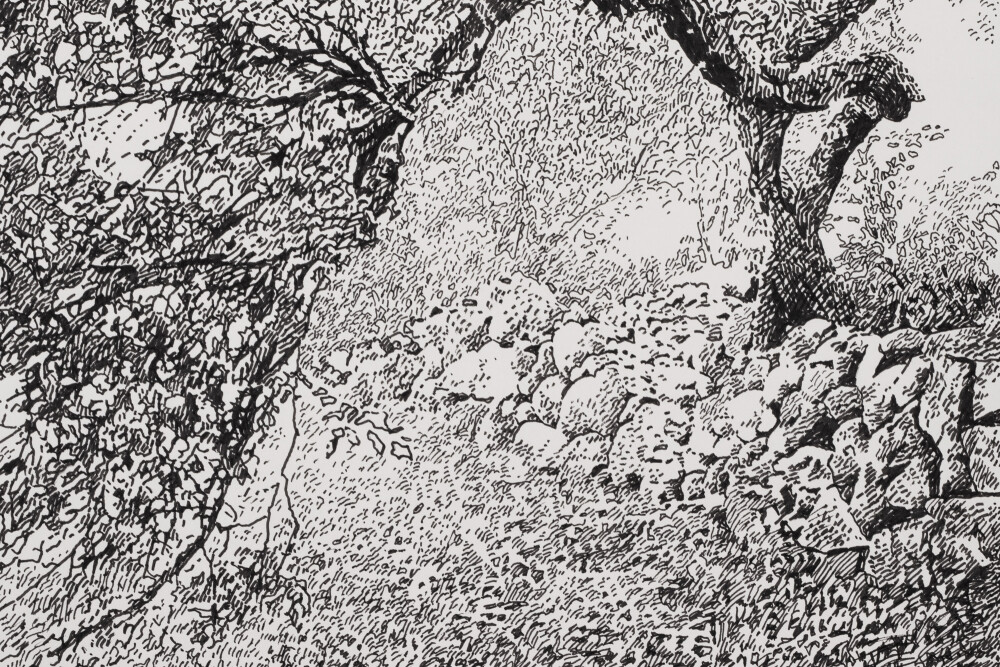 Vana ploomipuu Saaremaal