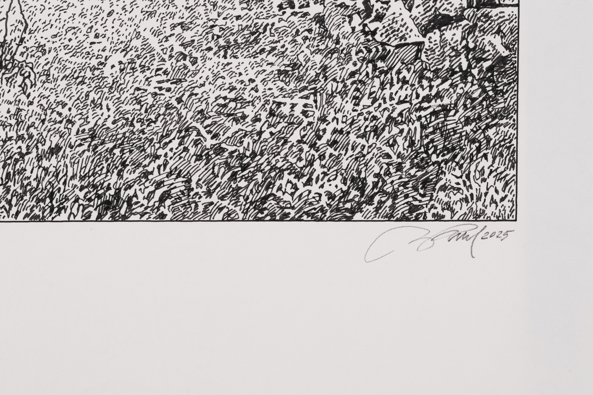 Vana ploomipuu Saaremaal