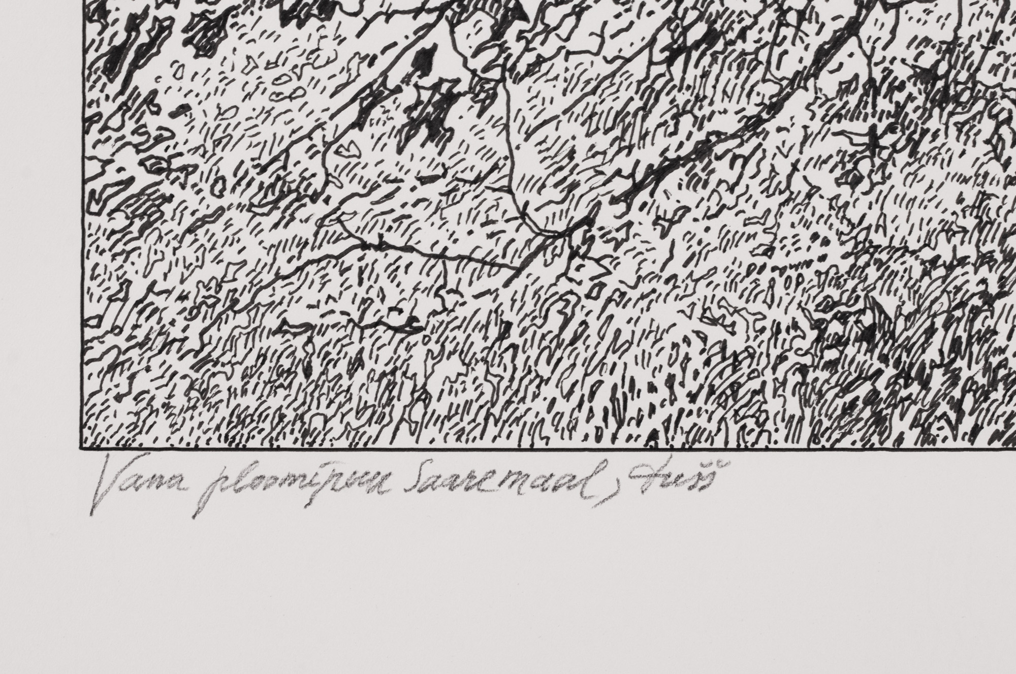 Vana ploomipuu Saaremaal