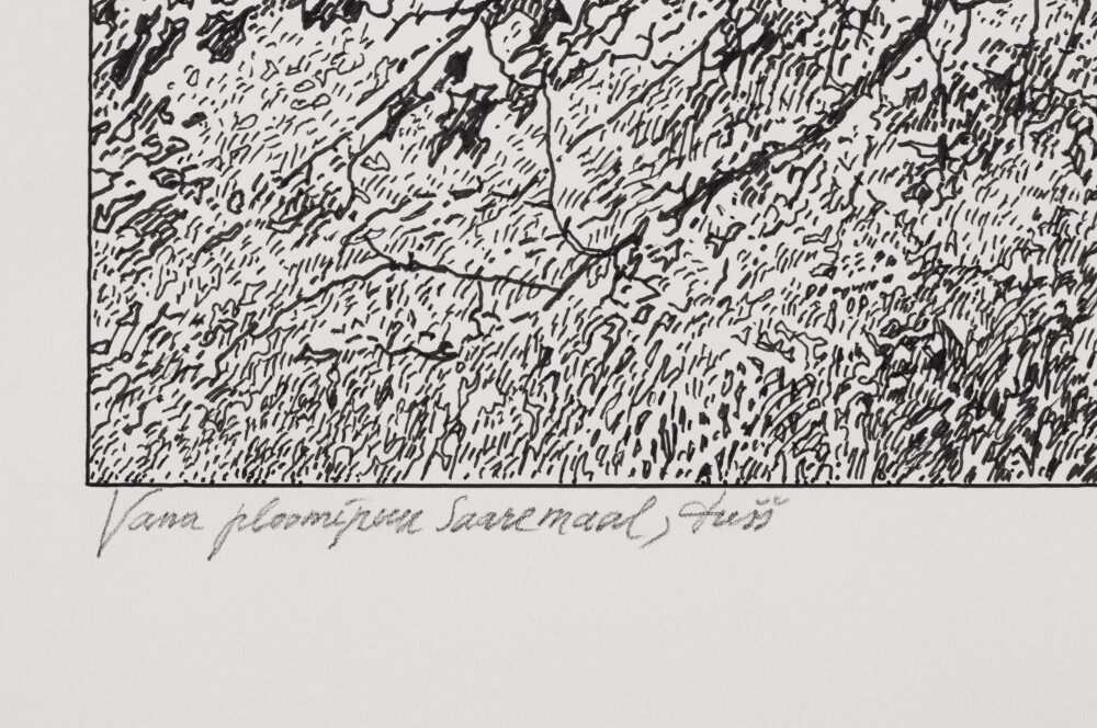 Vana ploomipuu Saaremaal