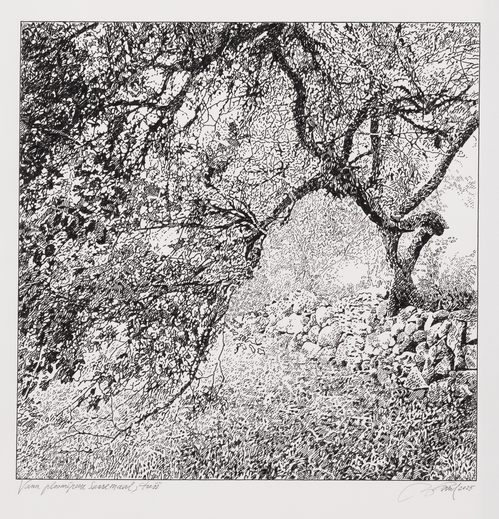 Vana ploomipuu Saaremaal