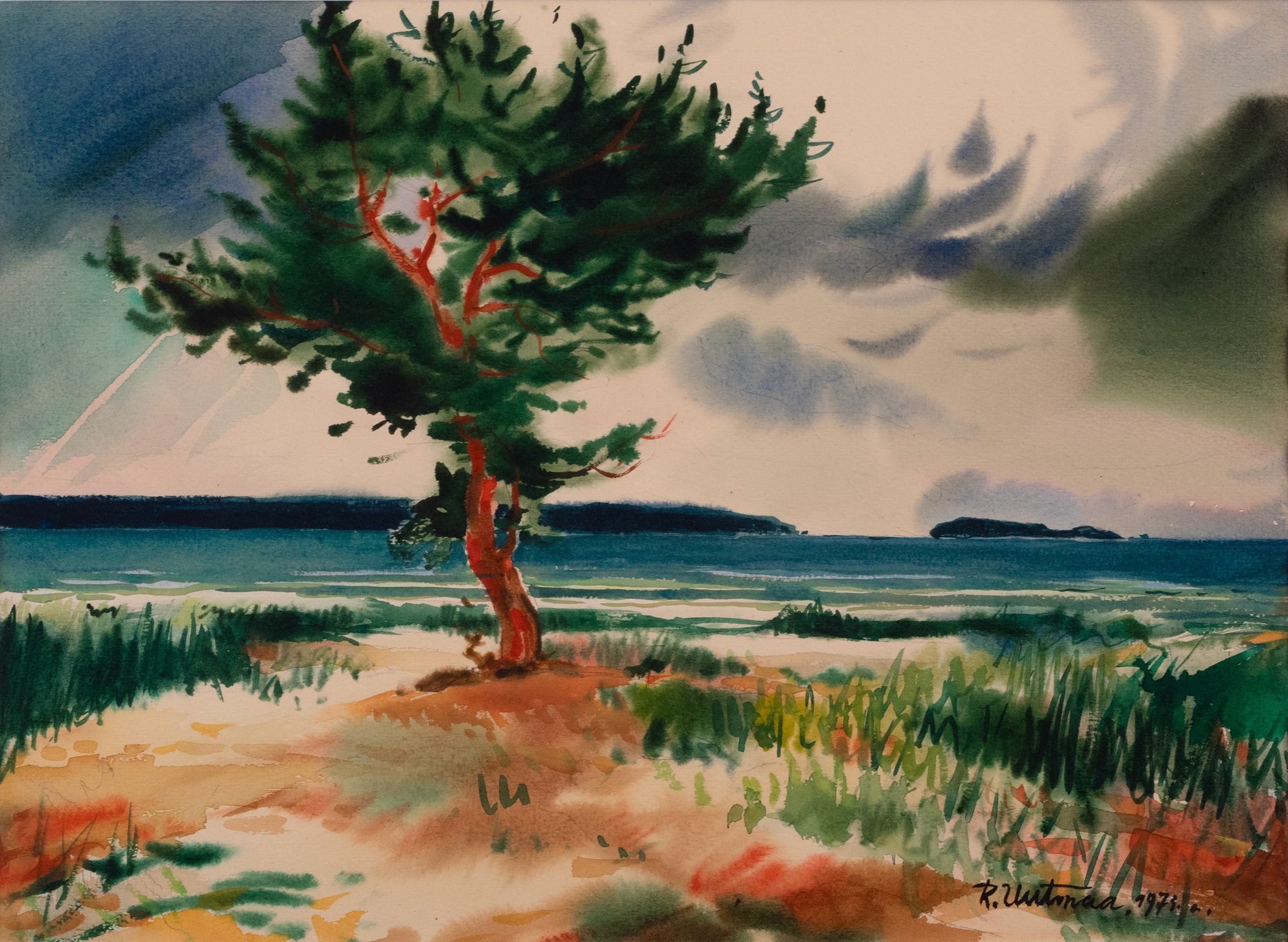 Pine on the Shore