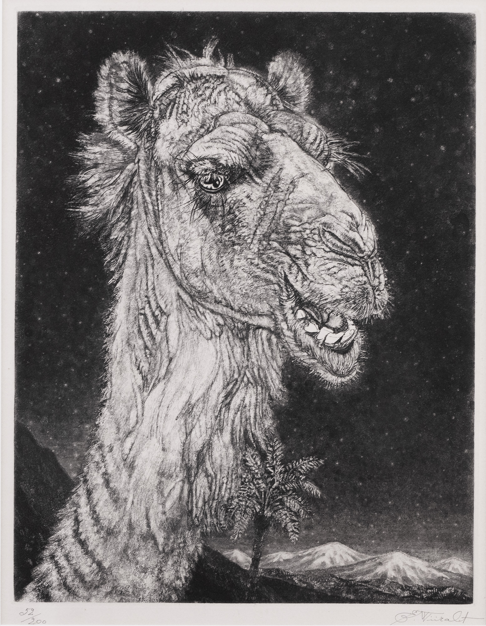 Camel’s Head