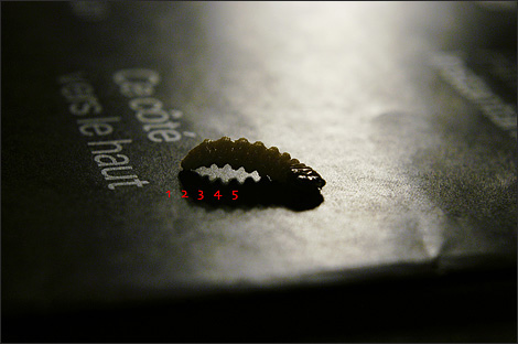 Eleegiline pentameeter