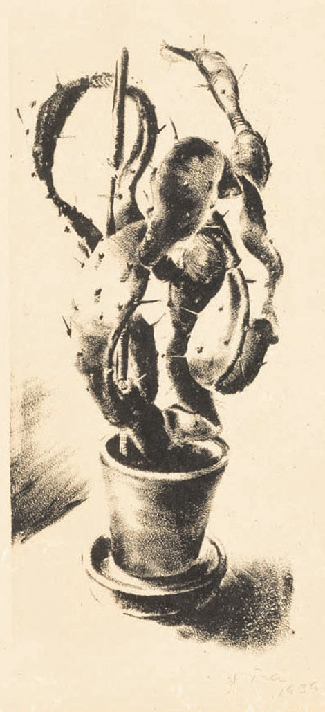 Kaktus