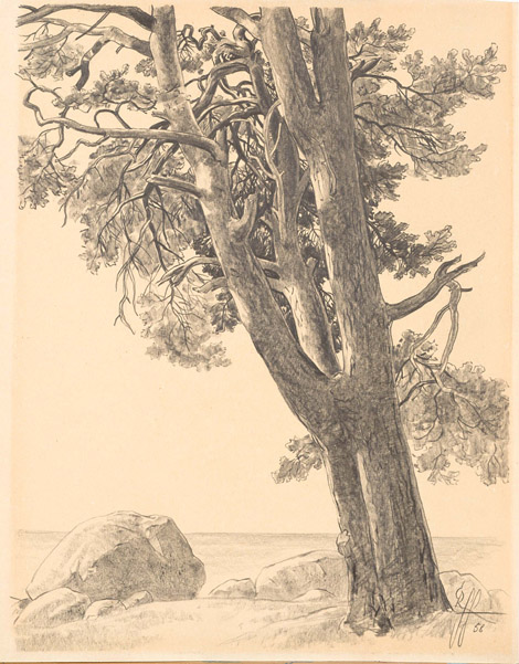 Rannamänd