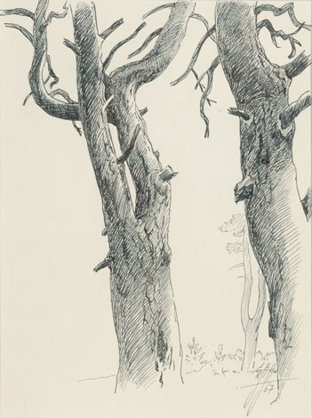 Vanad kuivanud männid