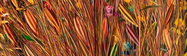 PEAGI GALERIIS: MAURI GROSS - SELGE PILT
