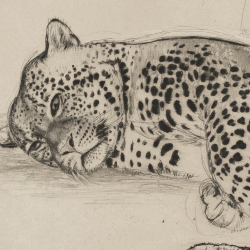 Puma and Panther (17418.5133)