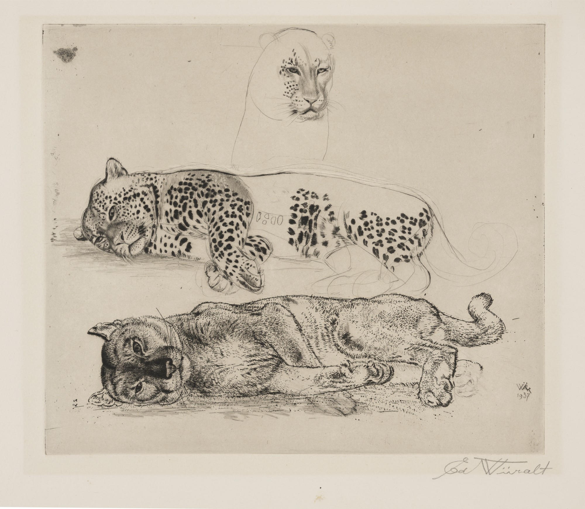 Eduard Wiiralt "Puma and Panther"