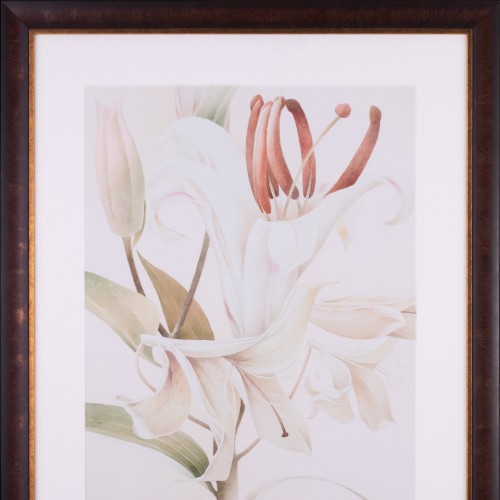 White Lily (18519.19720)