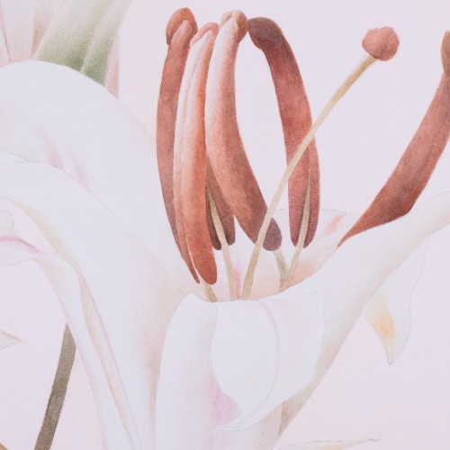 White Lily (18519.19721)